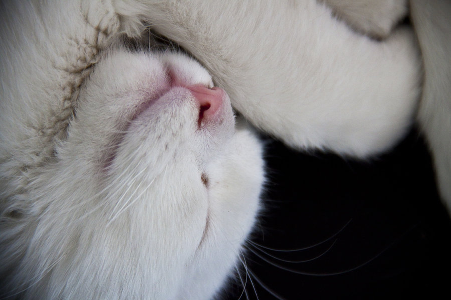 Random Cat