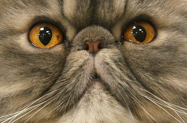 animal