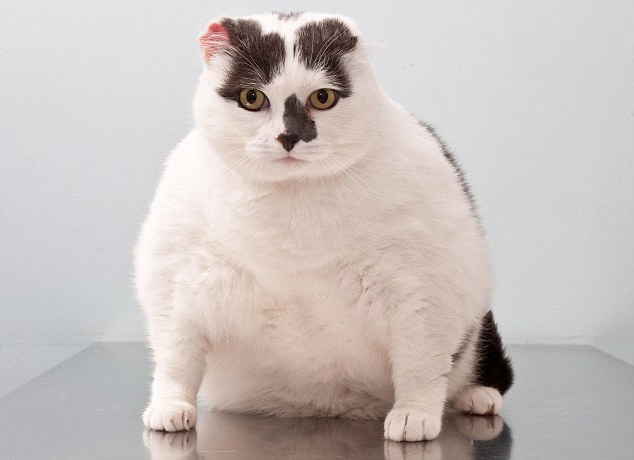 Can't stop watching this funny kitty clip! 😭 👇 #zoomies