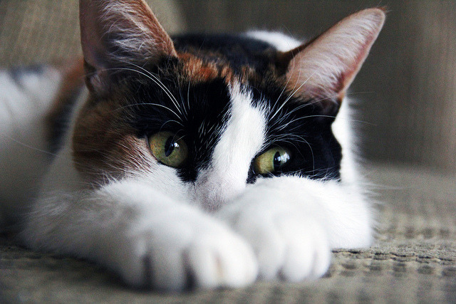 Resident Cat