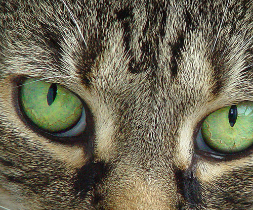 animal