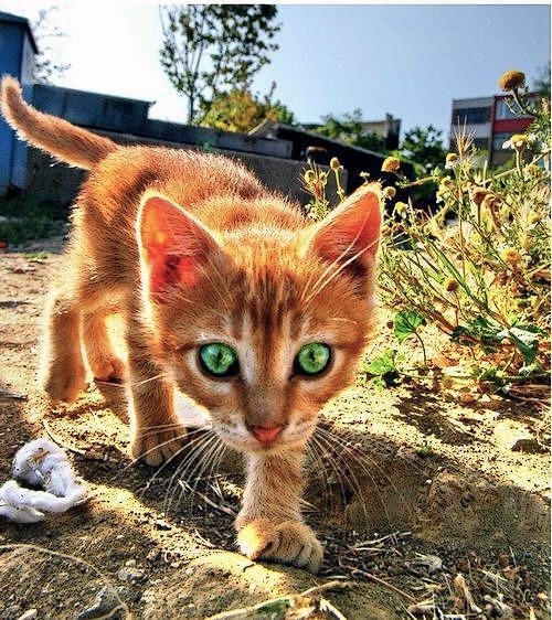 animal
