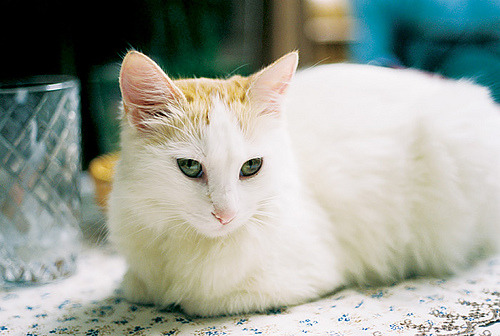 animal