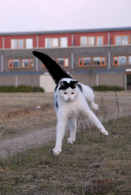 animal
