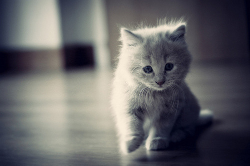 Can't stop watching this funny kitty clip! 😭 👇 #zoomies