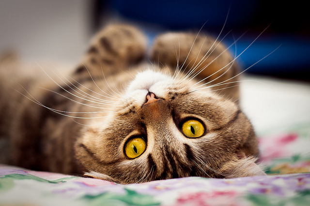Random Cat