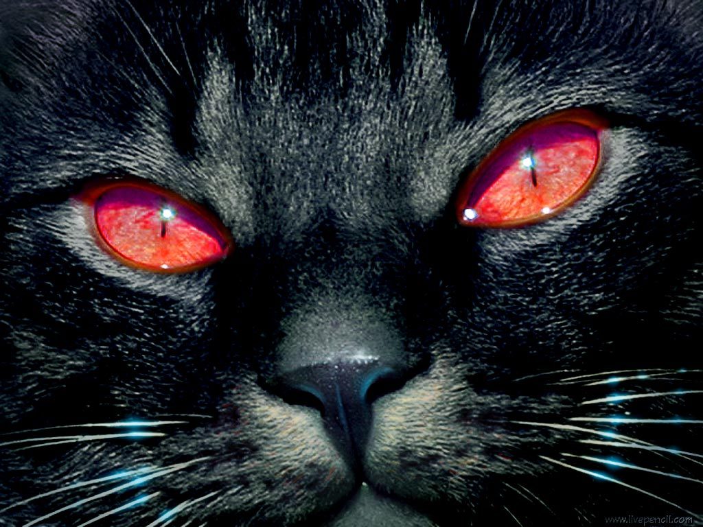 animal