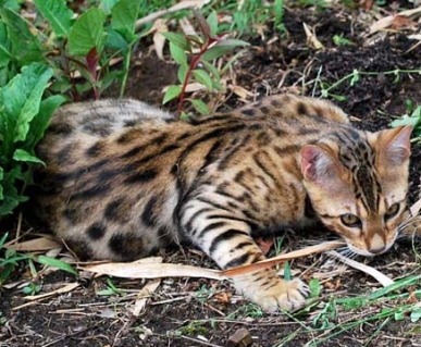 animal