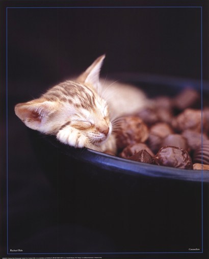 animal