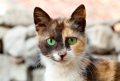 animal