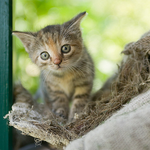 animal