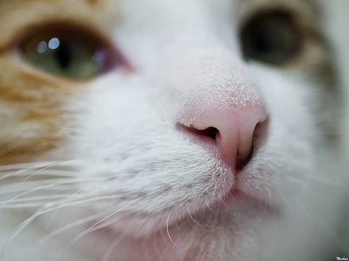 animal