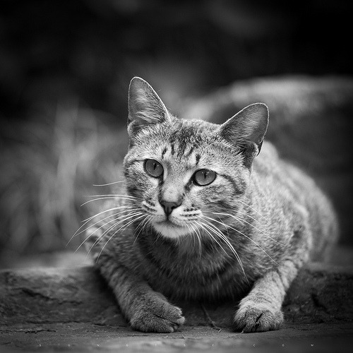 animal