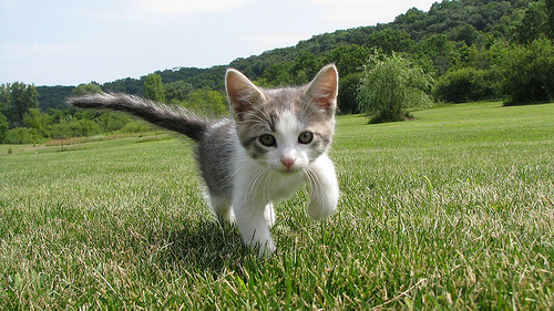 animal