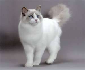 animal
