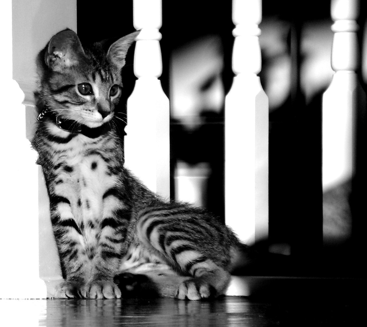animal