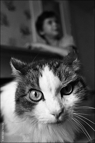animal