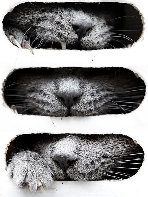 animal