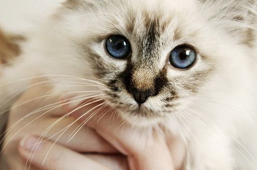 animal