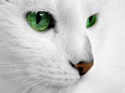 animal
