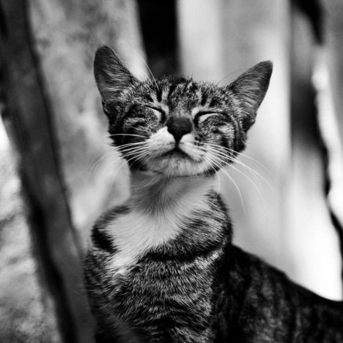 animal