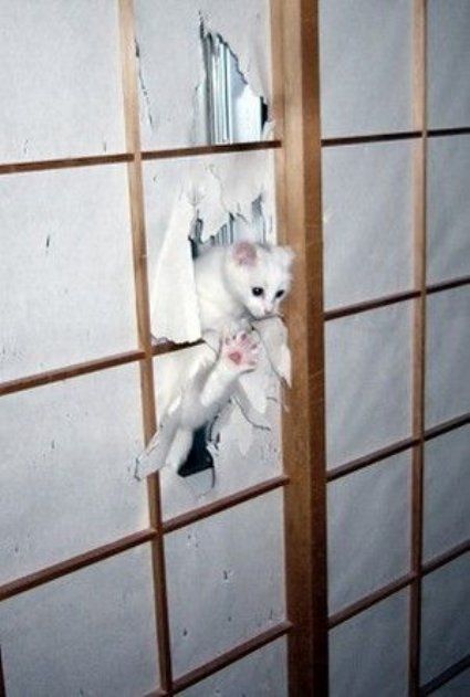 animal