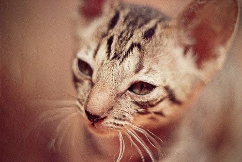 animal