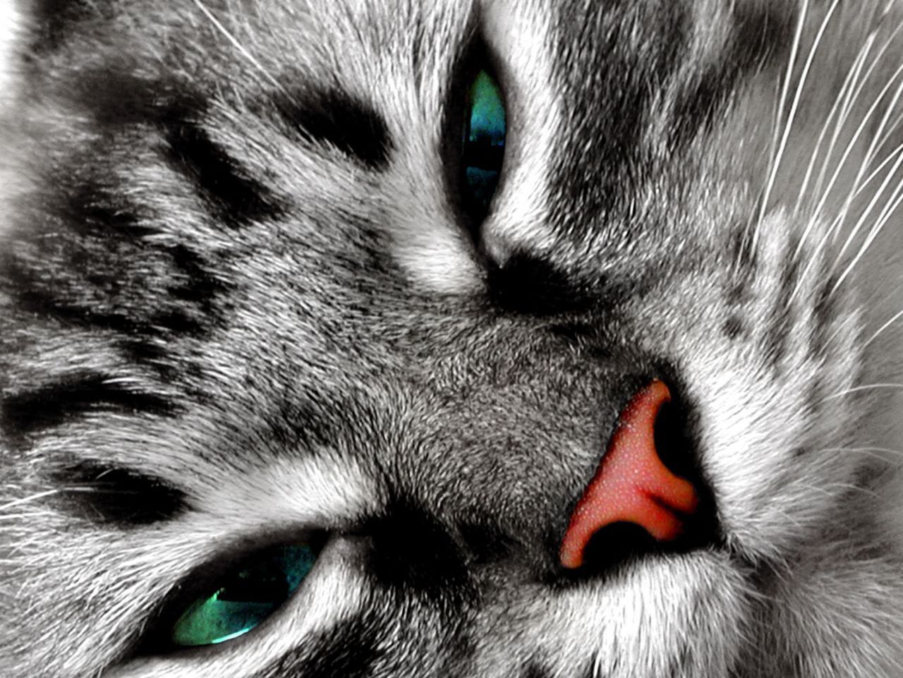 animal