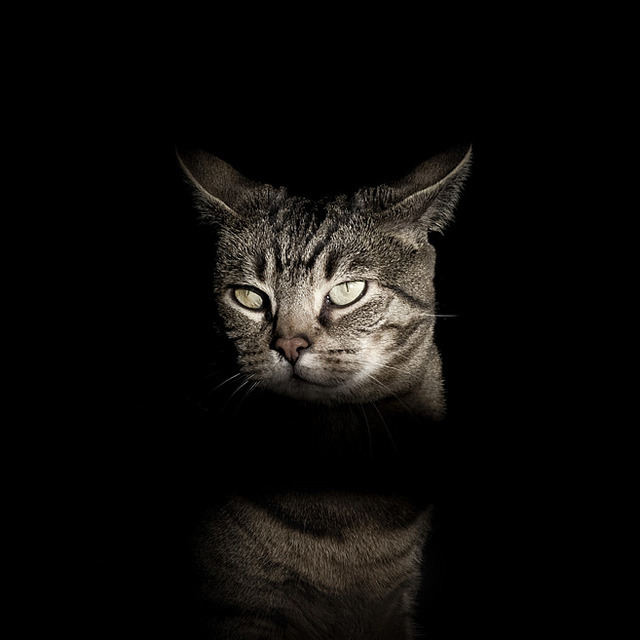 animal
