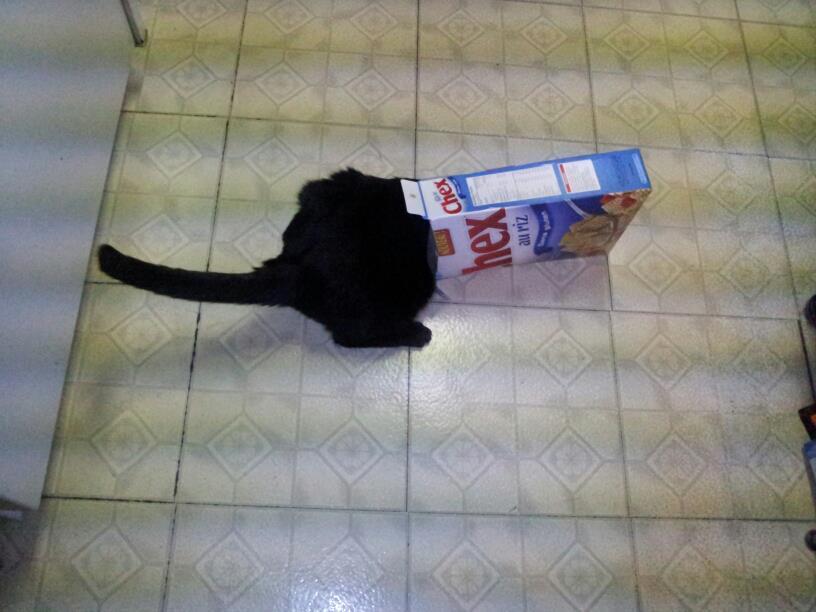 A Random Cat