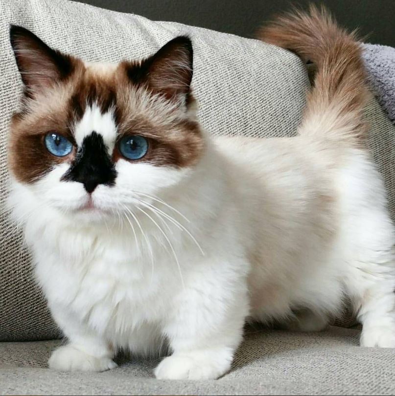animal