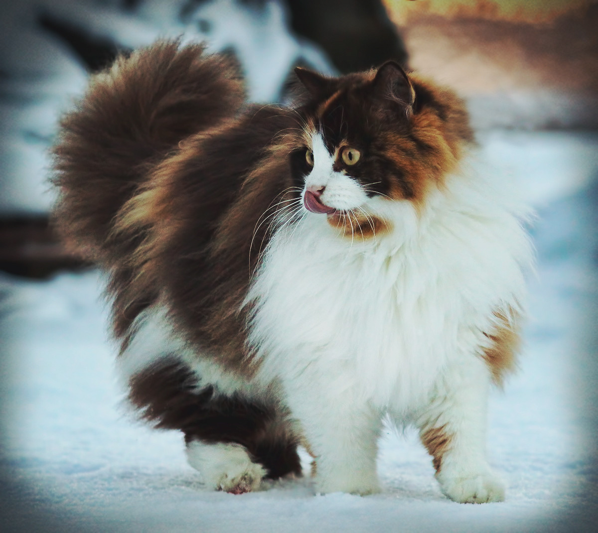 animal