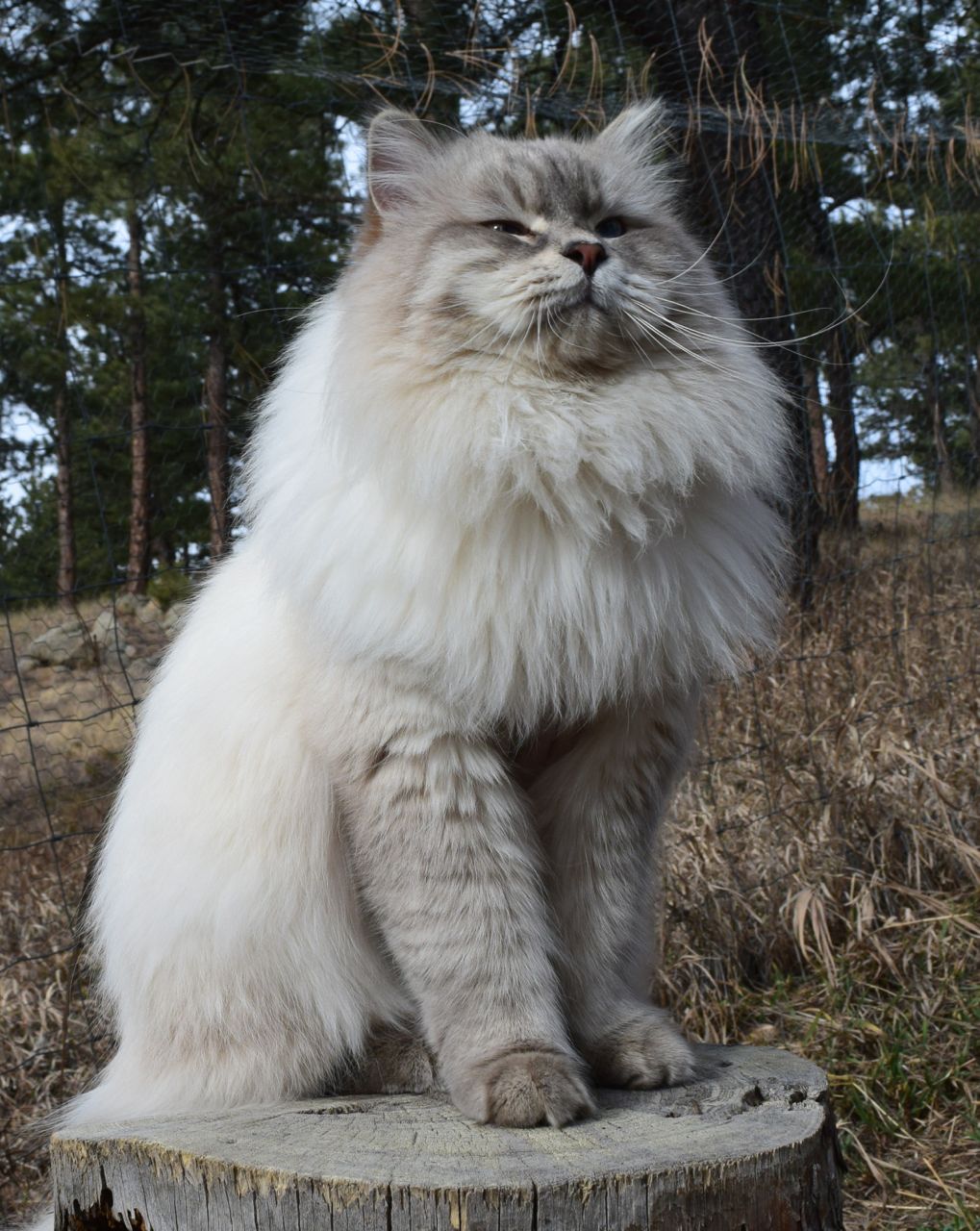 animal