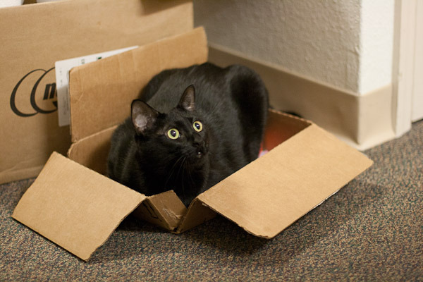 A Random Cat