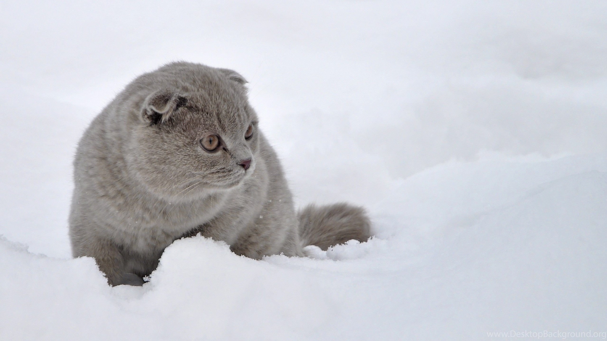 animal