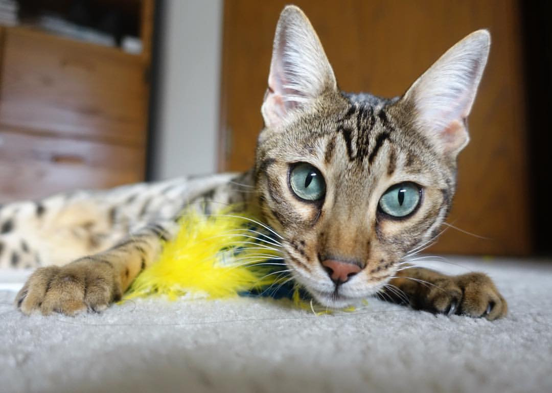 Norvégien ou Skogkatt