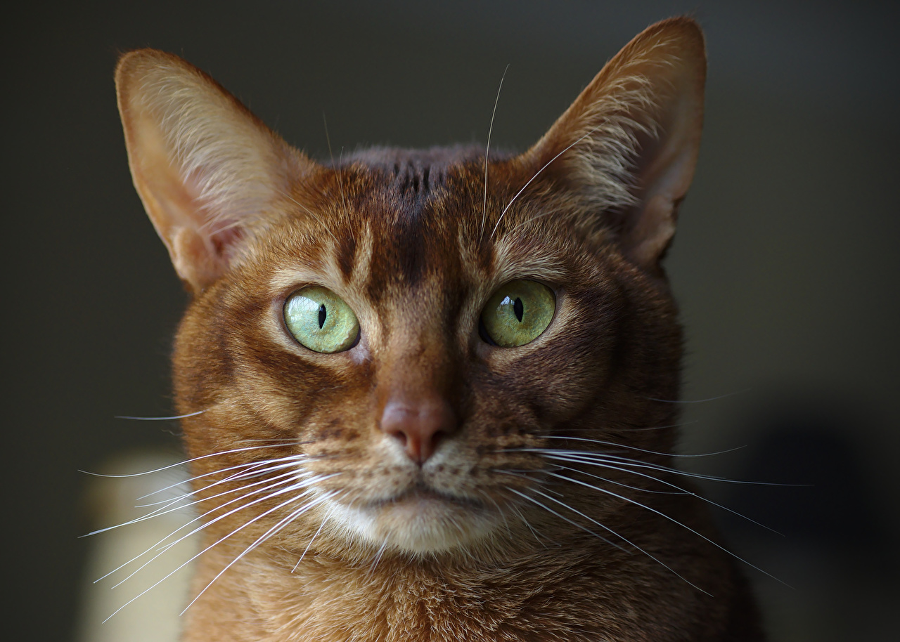 Random Cat