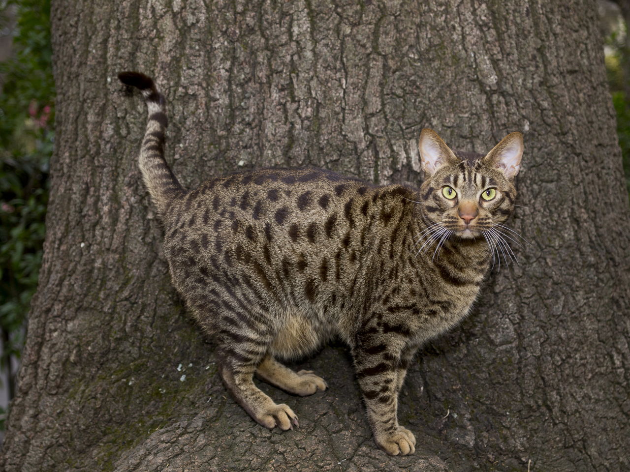 animal