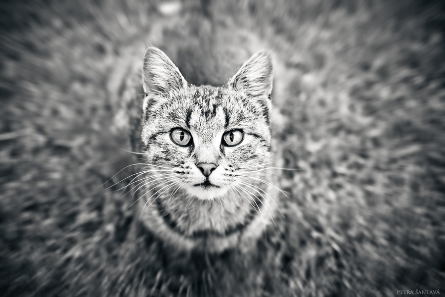 animal