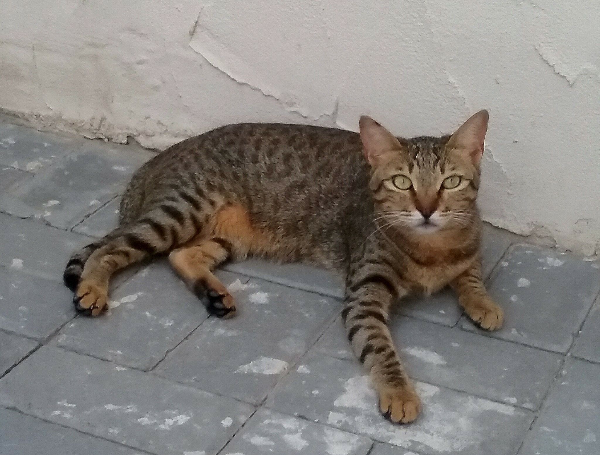 animal