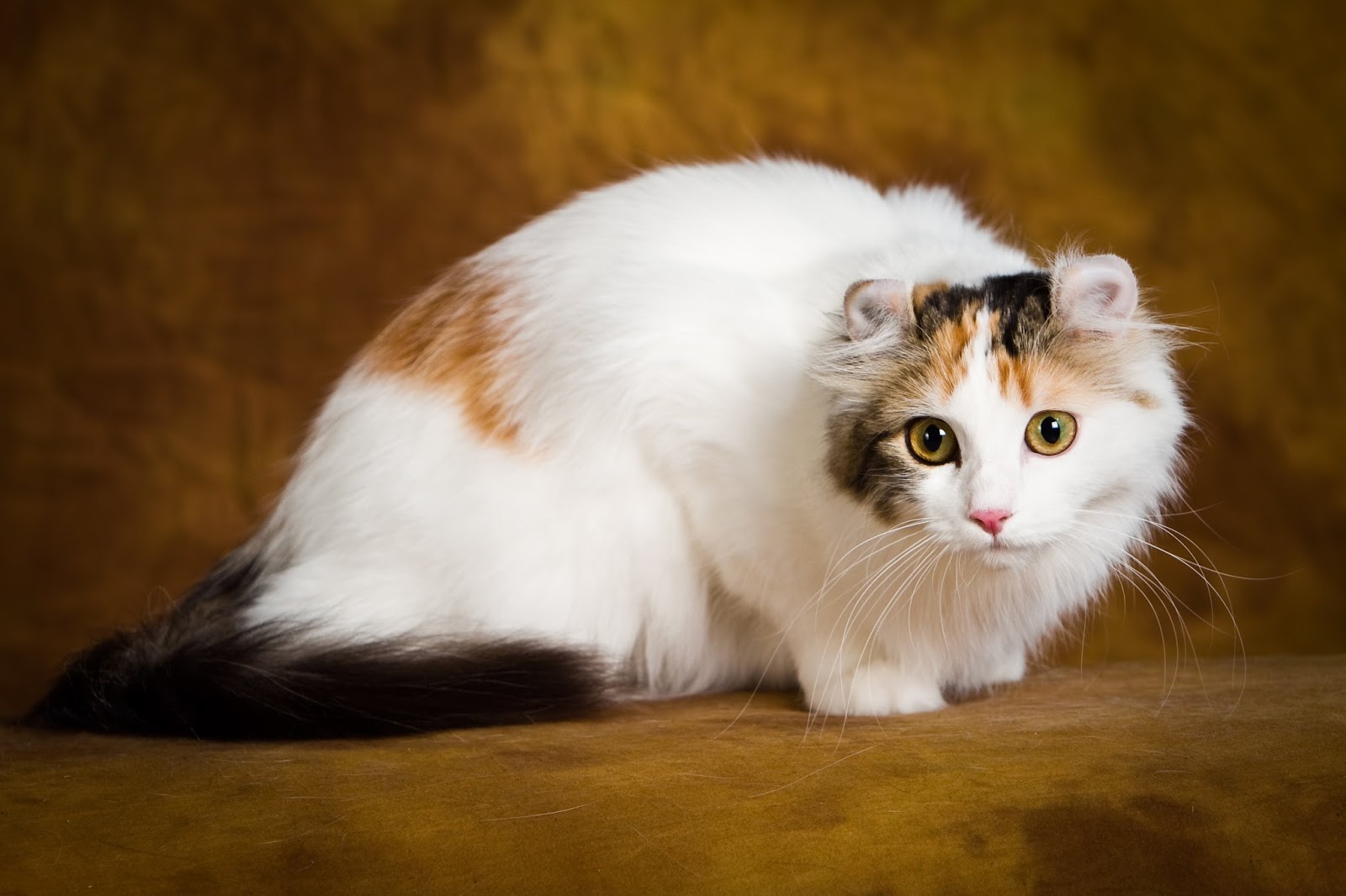 A Random Cat