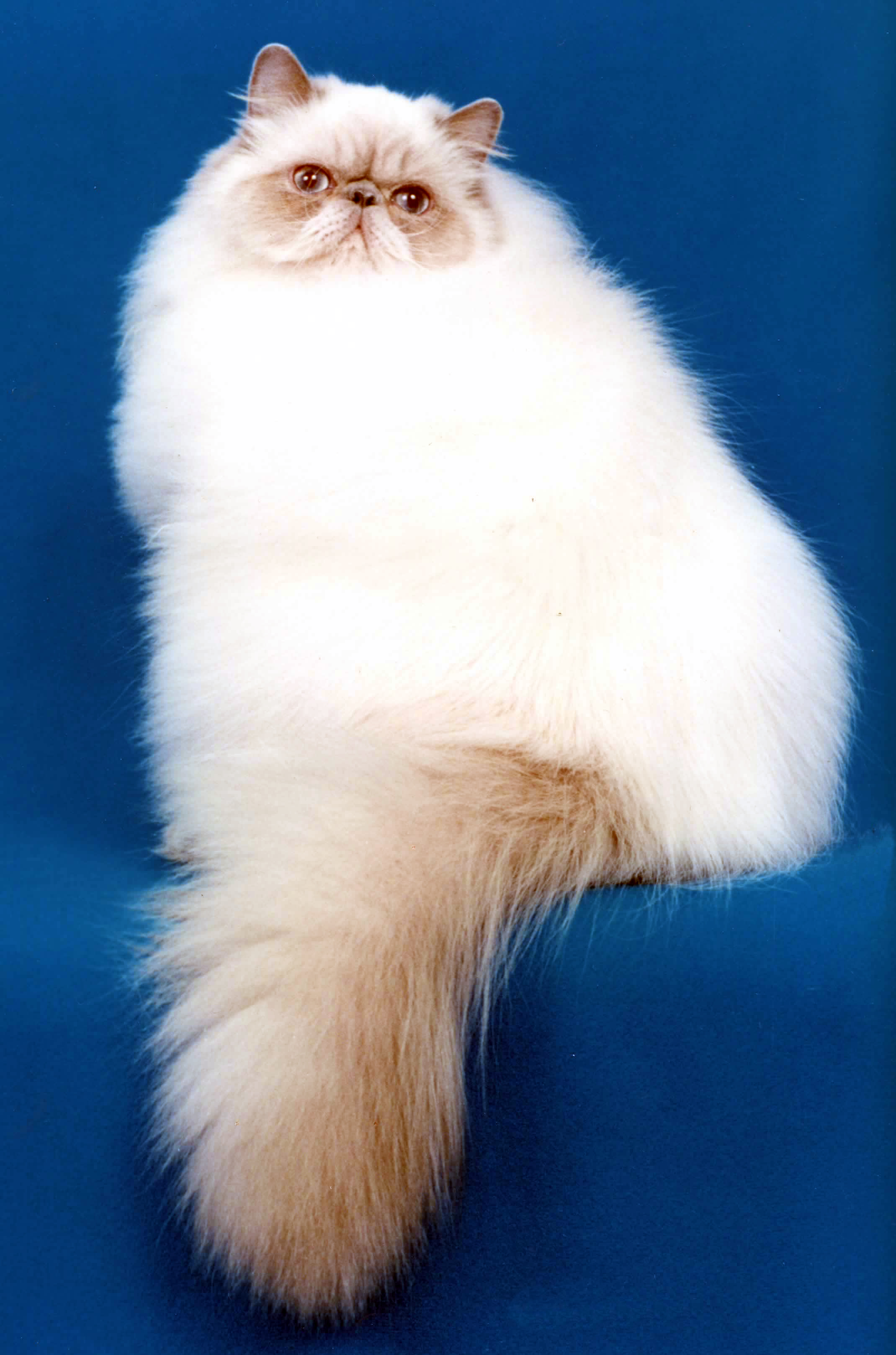 animal