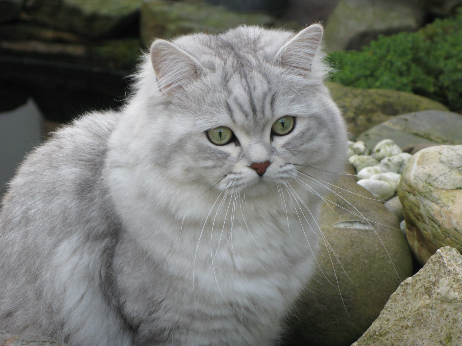 Random Cat