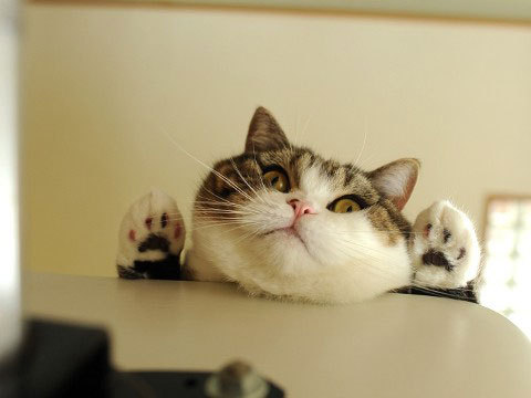 A Random Cat