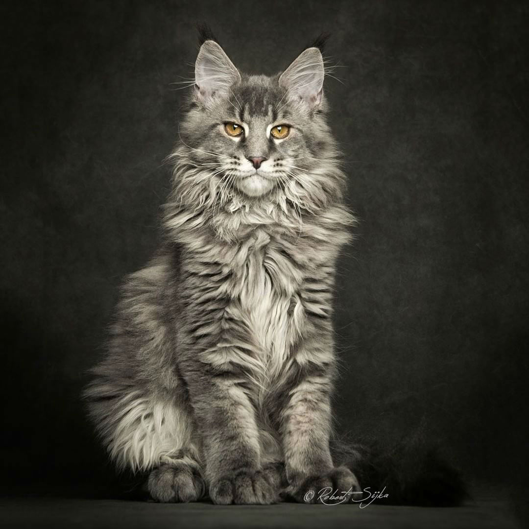 animal