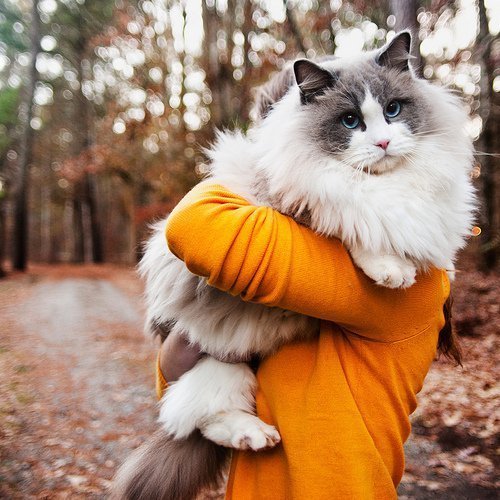 animal