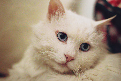 animal