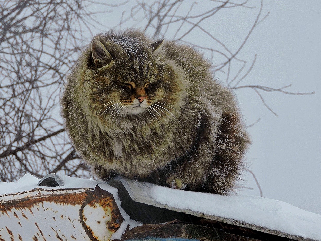 animal