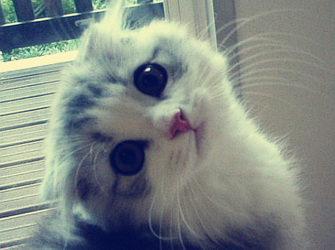 A Random Cat