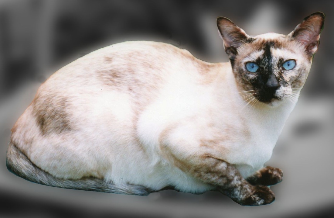animal